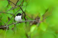 Lejsek cernohlavy - Ficedula hypoleuca - Pied Flycatcher 0040